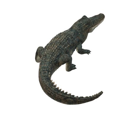 Alligator isolated on a Transparent Background 23839818 PNG