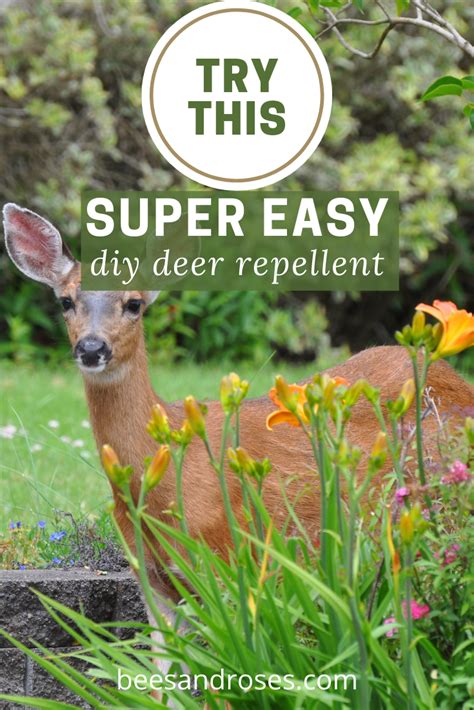 Diy Deer Repellent For Plants - Homemade Deer Repellent And How To Use ...