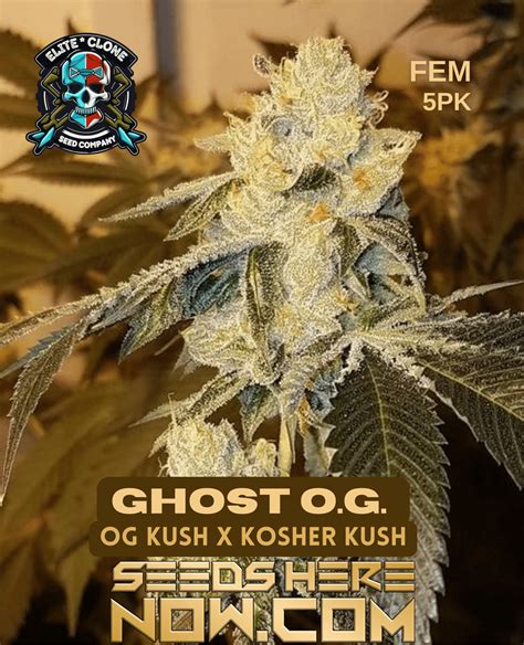 Ghost OG Strain Feminized Cannabis Seeds | SeedsHereNow