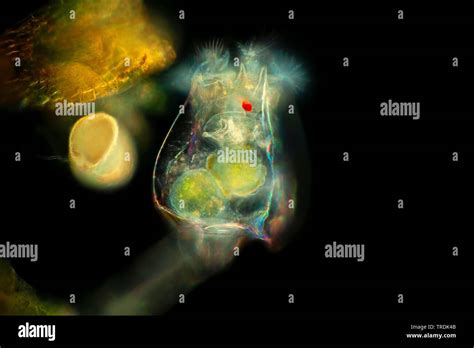 Rotíferos Rotatoria Rotï Brachionus Especificaciones En Darkfield