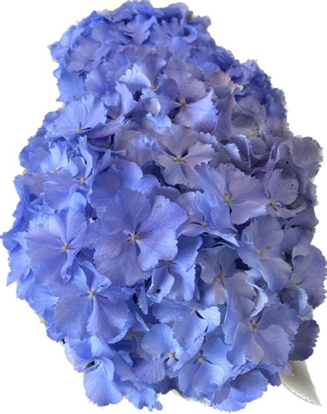 HYDRANGEA BLUE 180MM | The Garden Feast