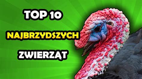 Top Najbrzydsze Zwierz Ta Wiata Youtube