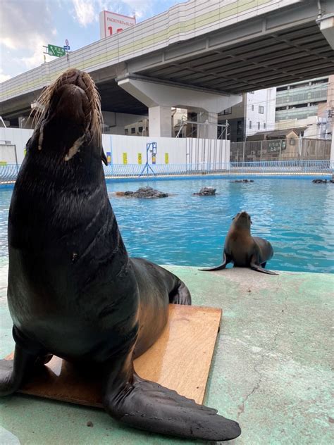 カリフォルニアアシカのミークが亡くなりました 地方独立行政法人天王寺動物園