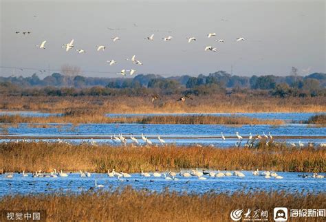 万鸟翔集在黄河三角洲邂逅最灵动的鸟类天堂 时事要闻 舜网新闻