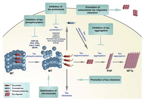 Tau Protein Hyperphosphorylation And Aggregation In Alzheimers Disease