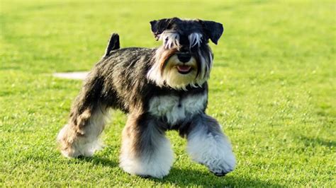 Rojos Miniature Schnauzers Details Guide Of This Breeds