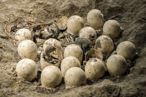 Dinosaur Eggs At Nest Stock Photo Image Of Paleontology