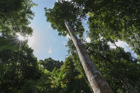 Addressing Climate Change Why Forests Matter