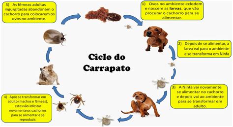 Como ACABAR Os Carrapatos Veja O Passo A Passo Completo