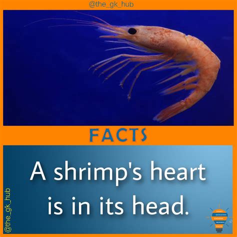 Fact about shrimps