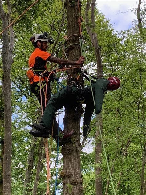 COVID-19 Adapted: Tree Climbing & Aerial Rescue Training | Scott Fraser