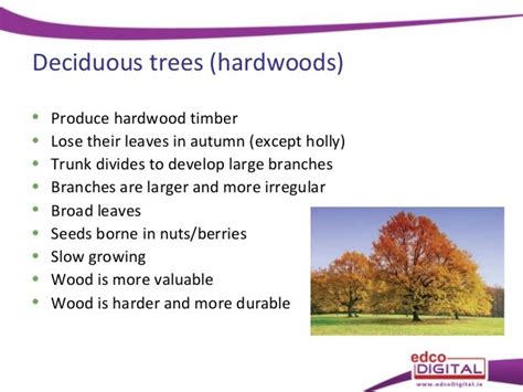 Difference Between Coniferous Plywood and Deciduous Plywood