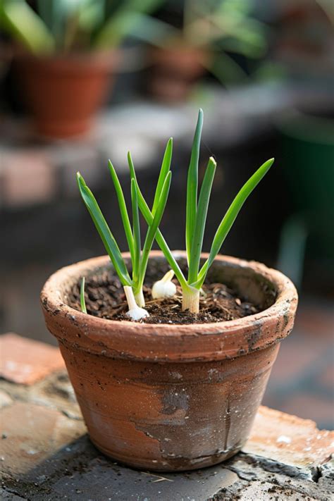 A Beginner S Guide Tips On How To Grow Garlic Indoors