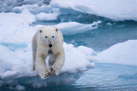 10 choses à savoir sur l ours polaire Faune Arctique Grands Espaces