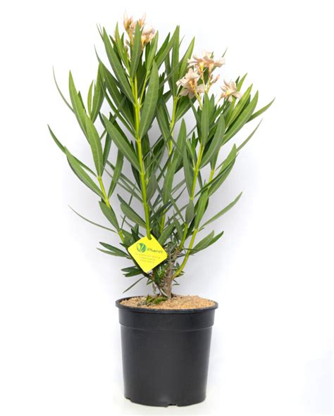 Nerium Oleander Angiolo Pucci Plantì Shop