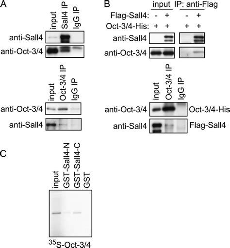 Sall4 Interacts With Oct 34 A Ip Ib Assays Of Endogenous Sall4 And