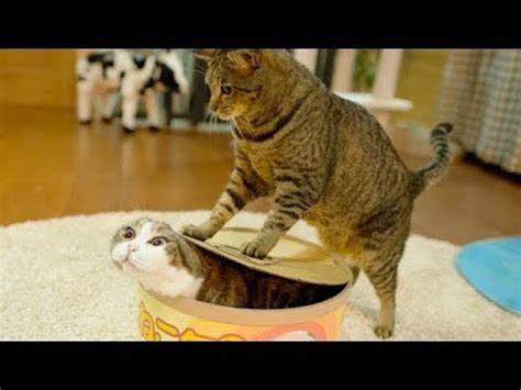 Cute Is Not Enough Cute Cats And Kittens Doing Funny Things 2018 12