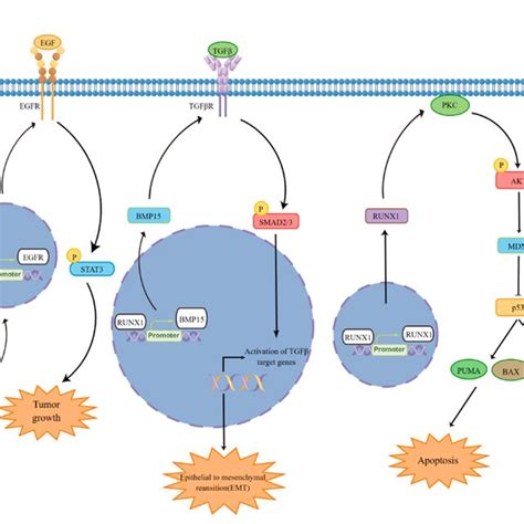 The Molecular Mechanisms Of RUNX1 Involved In Apoptosis EMT And Other