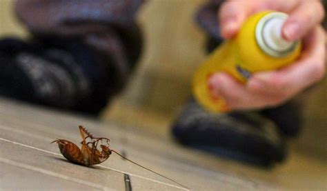 Cu L Es El Mejor Veneno Insecticida Para Eliminar Cucarachas