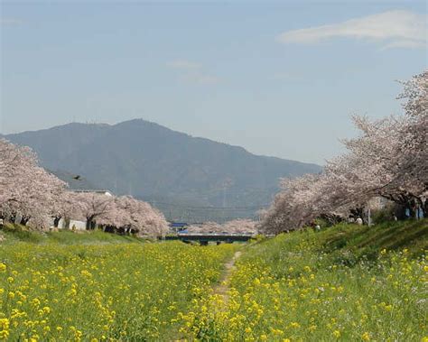 佐奈川堤豊川市の桜並木 満開！！ スズメの足跡 New写真