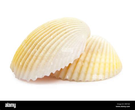 Shell See Pectinidae On The White Background Stock Photo Alamy