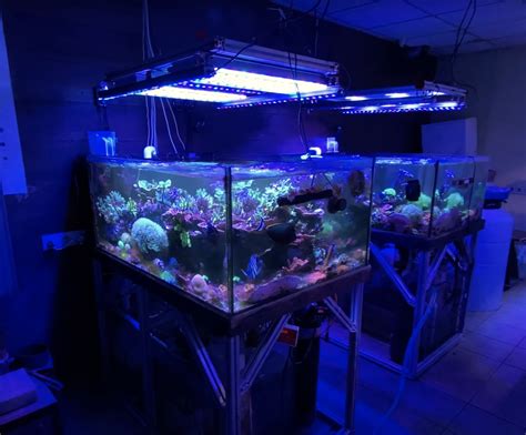 Year Old Sps Reef Aquarium Thrives With Orphek Atlantik Or Led Bars