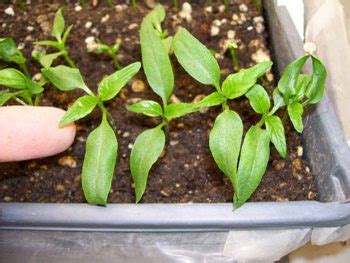 When to Transplant PEPPER Seedlings | The Professional Gardener