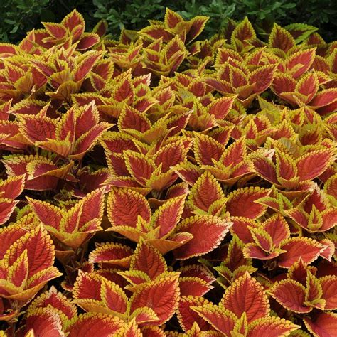 Sun Coleus Volcanica™️ Trusty Rusty