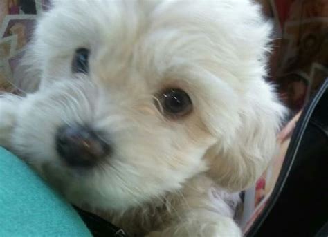 My Super Cute Baby Maltipoo Puppies