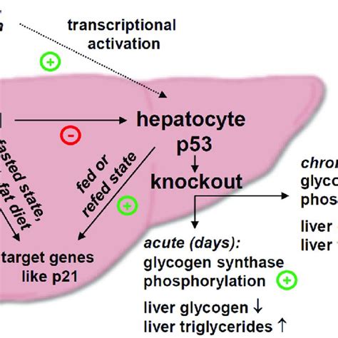 Summary Figure Liver P53 Acutely Regulates Hepatic Glycogen Synthesis