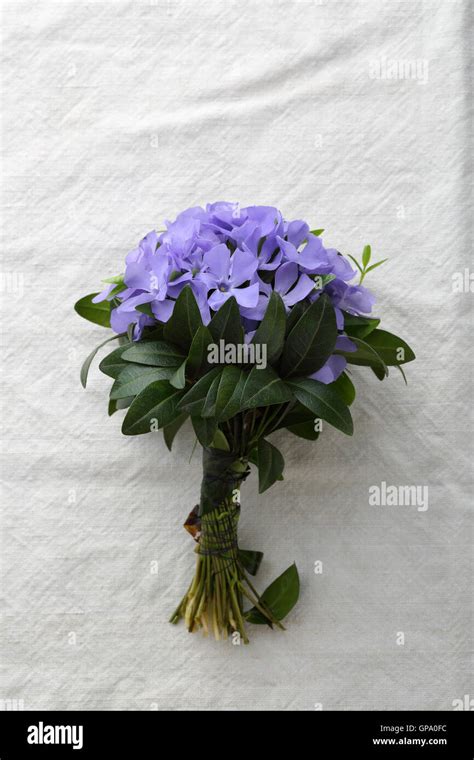 Wild blue flowers in bouquet Stock Photo - Alamy