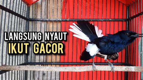 SUARA BURUNG Kacer Gacor NGEPLONG Tarung Ini Paling AMPUH Buat