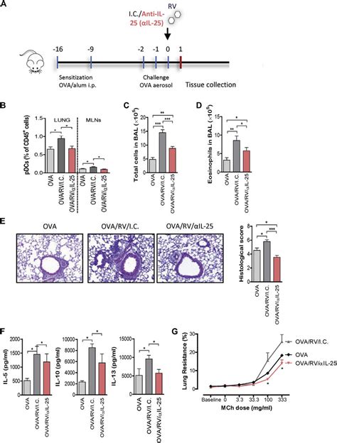 IL 25 Neutralization Inhibits PDC Infiltration And Exacerbation Of AAD