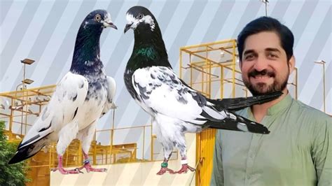 Ustad Karim Bakhsh Party Ustad Asim Saeed Sahib Ki Chat Se Pigeons