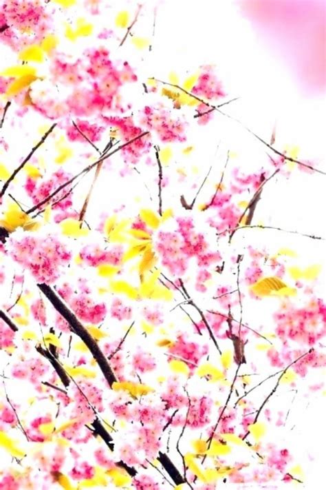 Japanese Cherry Blossom Garden Wallpaper Garden Wallpaper - Cherry ...