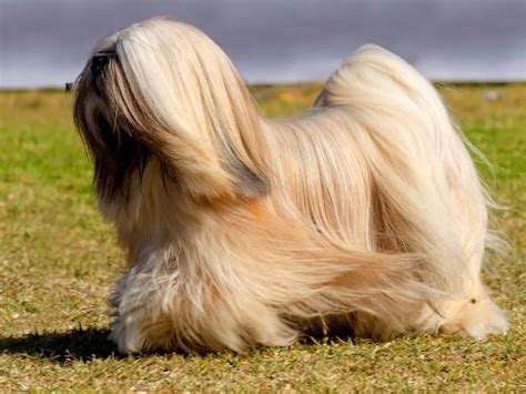 Lhasa Apso Dog Breed Guide Spot