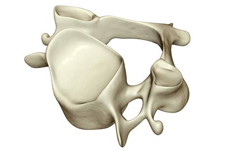 Spinal Anatomy Including Transverse Process and Lamina