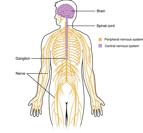 Central Nervous System Nervous System And Special Senses Anatomy