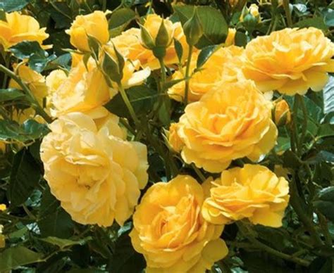 28 Yellow Rose Varieties ( With Name & Pictures) - AMERICAN GARDENER