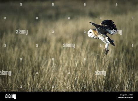 Barn Owl Hunting Stock Photo - Alamy