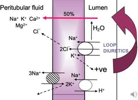 Tubular Function 2 Loop Of Henle Distal Tubule And Collecting Duct