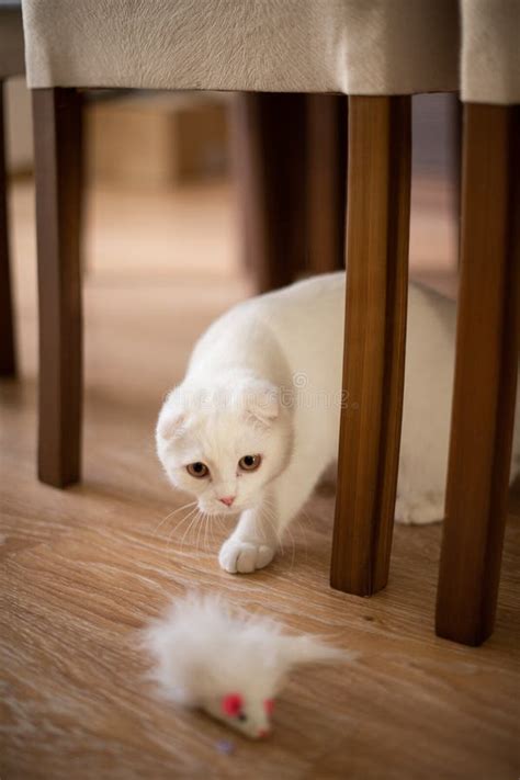 White Scottish Fold Kitten, Fluffy Pet Stock Image - Image of fold ...