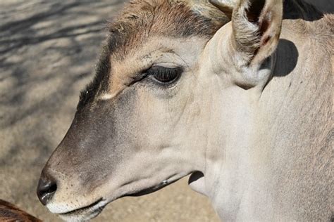 Free picture: antelope, animal, desert, grass, horns, sky