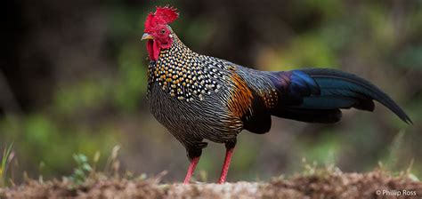 Grey Junglefowl Breeding - SV ZOO - Tirupati Zoo