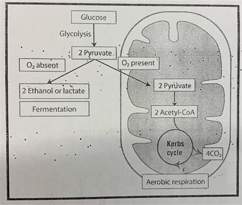 Anaerobic Respiration Flashcards Quizlet