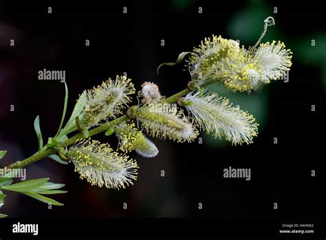 Pussy Willow Salix With Catkins Stock Photo Alamy