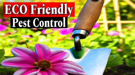 Eco Friendly Pest Control For Your Garden Youtube