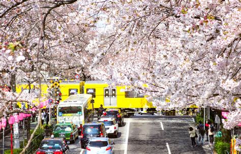 東京櫻花私藏景點推薦・中野通櫻花大道、黃色路面電車、新井藥師公園（附拍攝地點及日期） 日和 Hiyori