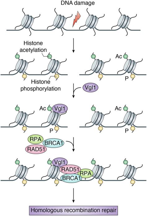 Multifaceted Functions Of Rna Binding Protein Vigilin In Gene Silencing