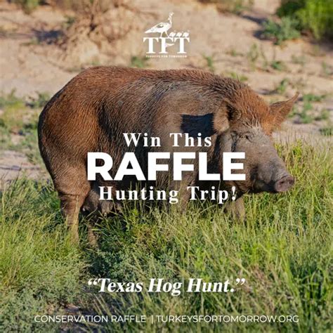 Raffle Prize 5 Texas Hog Hunt Turkeys For Tomorrow